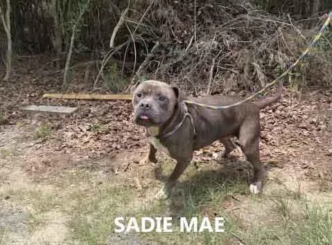 Sadie Mae thumbnail 3