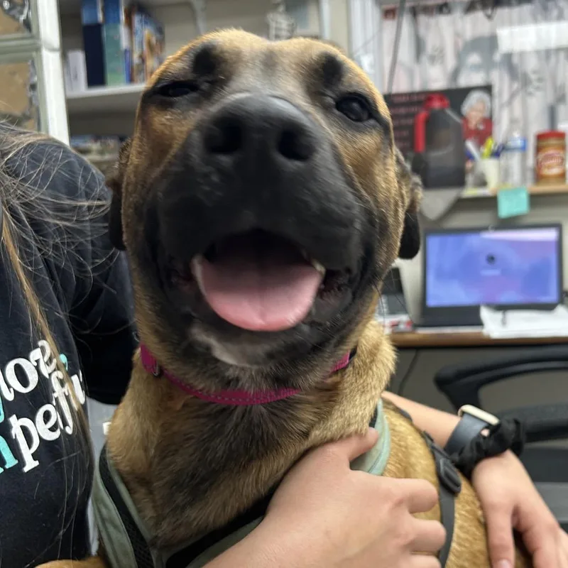 Charley thumbnail 3