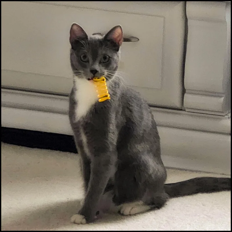 A young medium-sized female Gray & White Domestic Short Hair cat named Ari for adoption in Roswell, GA