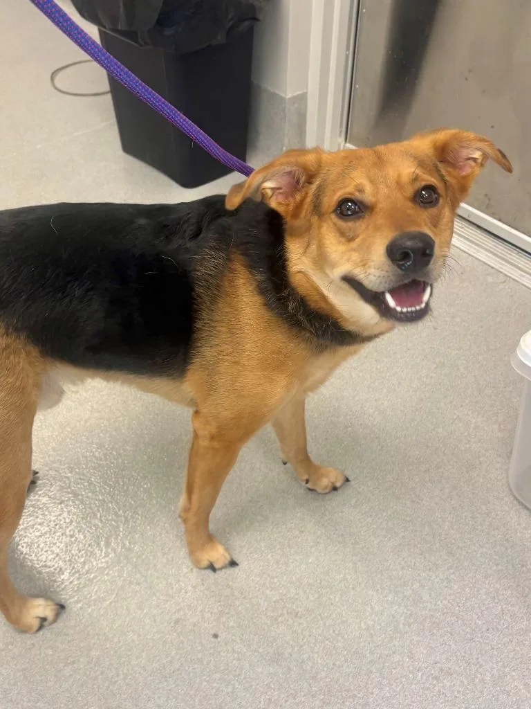 A young large-sized male German Shepherd Dog dog named Johnny Boy for adoption in Chillicothe, OH