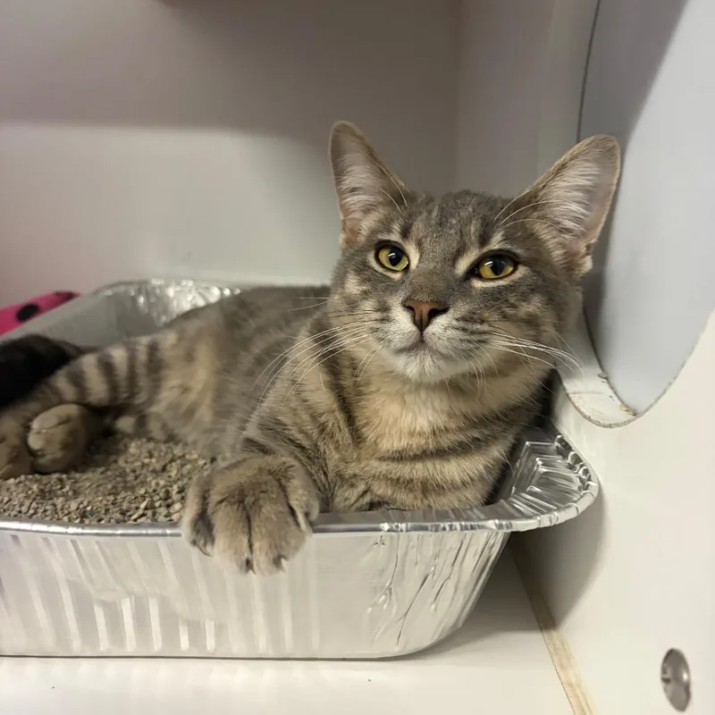 A young medium-sized male Gray / Blue / Silver Domestic Short Hair cat named Bithlo for adoption in Dearborn, MI