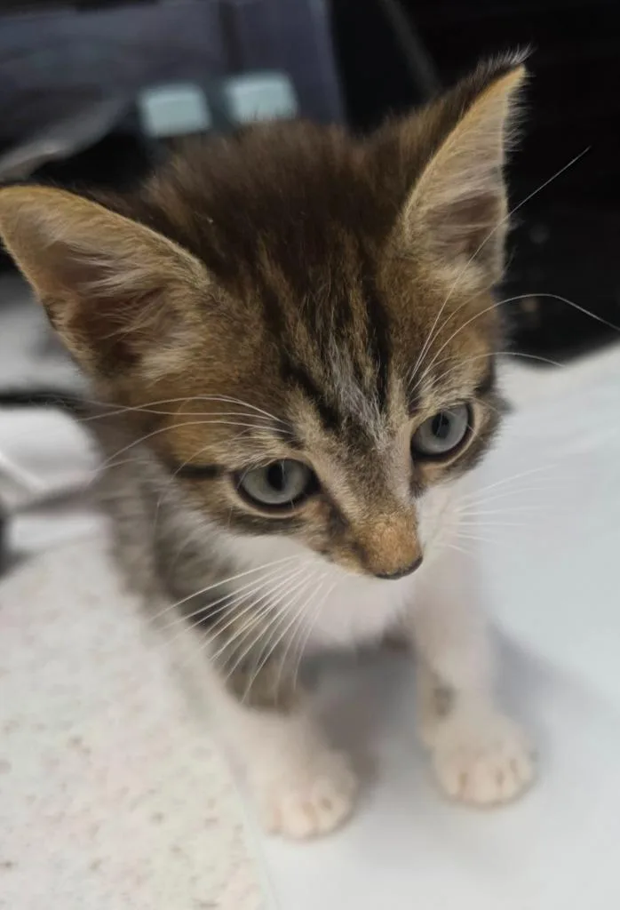 A baby small-sized male Domestic Short Hair cat named Chef Doolittle for adoption in East Ridge, TN