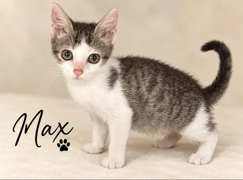 A baby small-sized male White Domestic Short Hair cat named Max for adoption in Pawleys Island, SC
