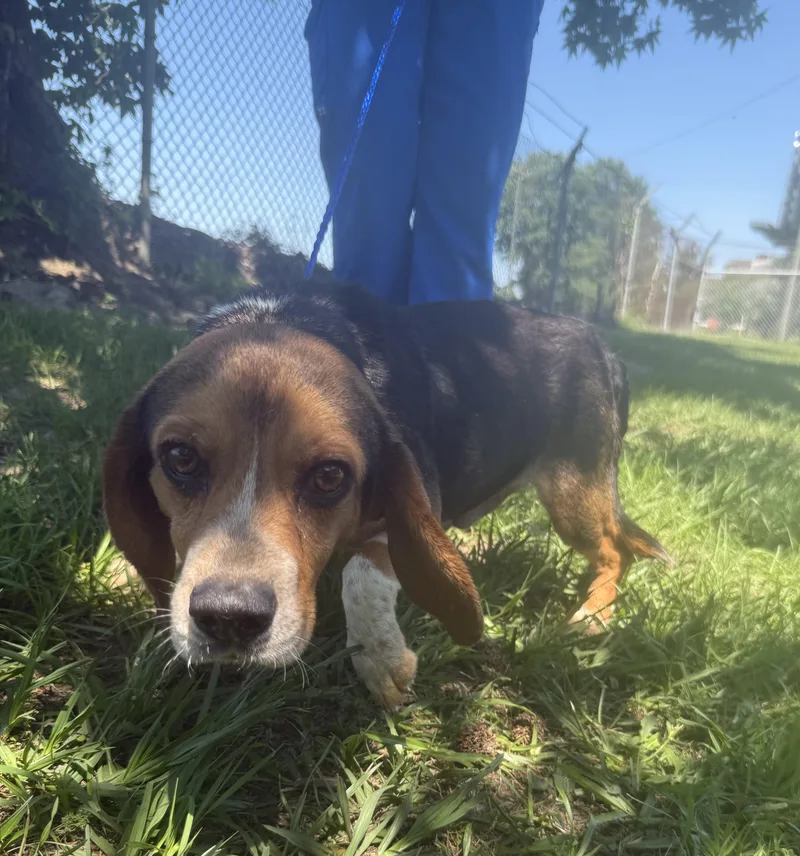 An adult small-sized male Beagle dog named Gumbo Sweet Beagle Boy for adoption in Conway, SC
