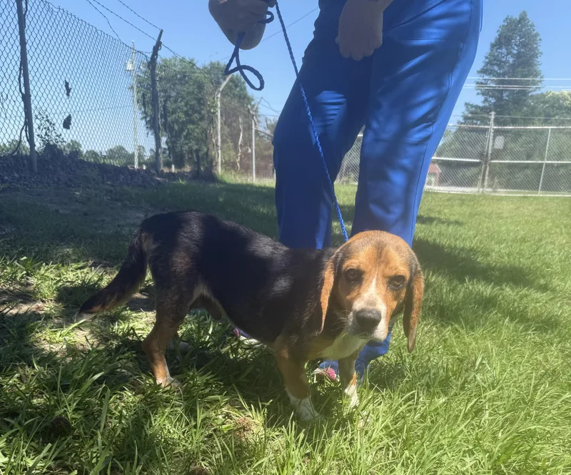 Gumbo Sweet Beagle Boy thumbnail 2