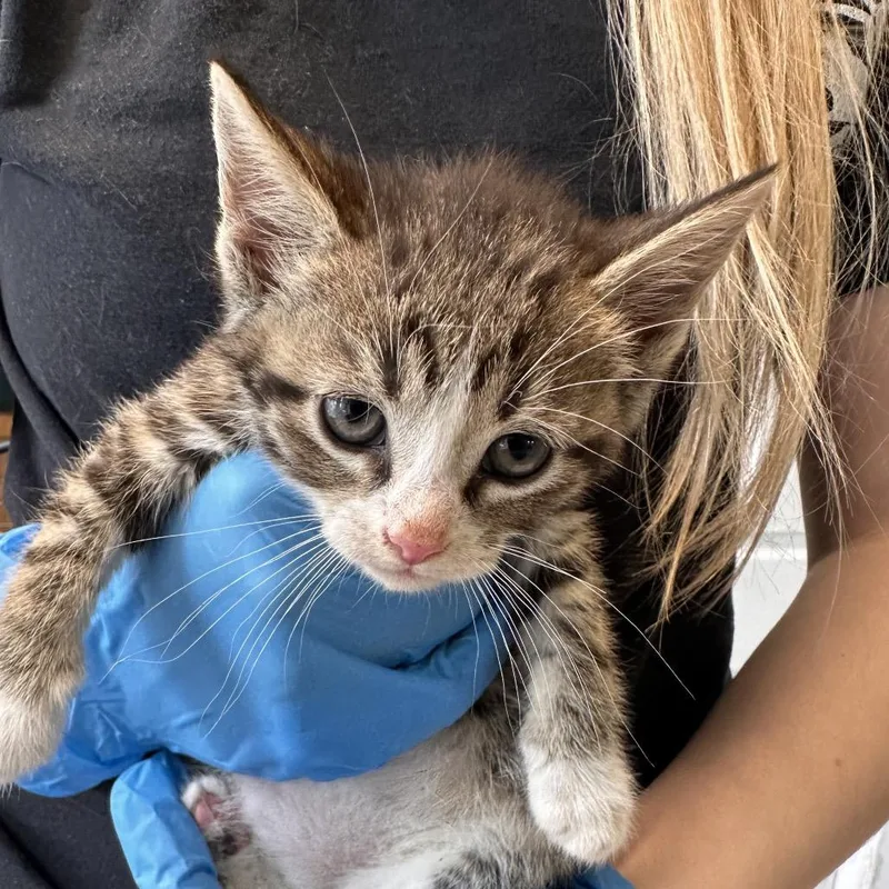 A baby small-sized male Brown / Chocolate Domestic Short Hair cat named Hey Dudes for adoption in East Smithfield , PA