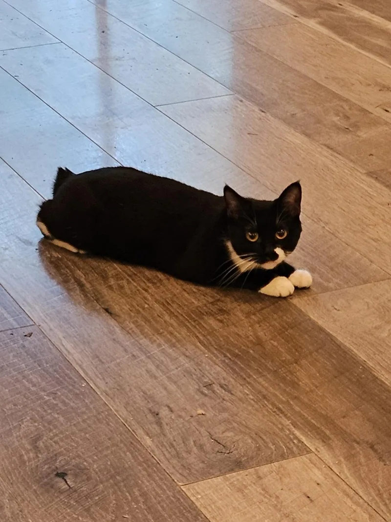 A young small-sized female Black & White / Tuxedo Manx cat named Nicki for adoption in Springdale, AR