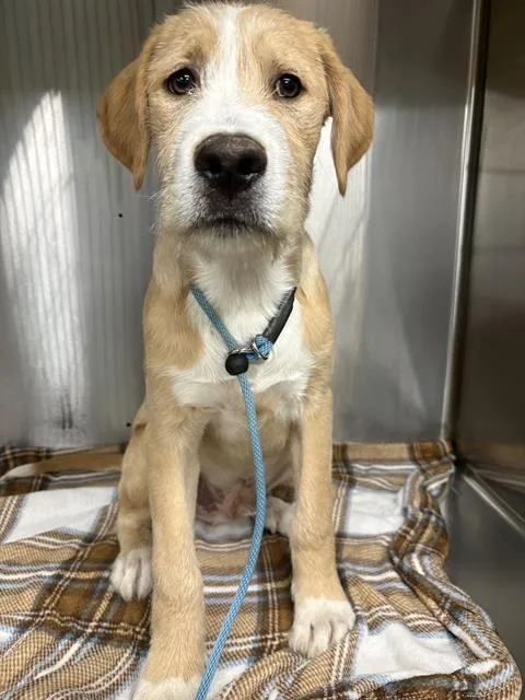 A baby small-sized male Irish Terrier dog named Gaston for adoption in Indianapolis, IN