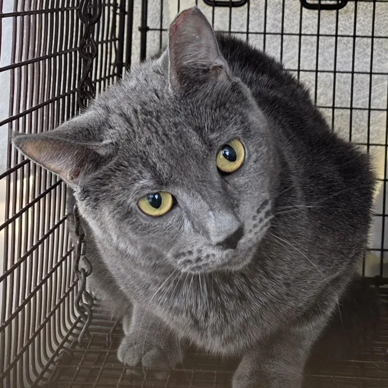 A young medium-sized female Domestic Medium Hair cat named Angel for adoption in Desert Hot Springs, CA