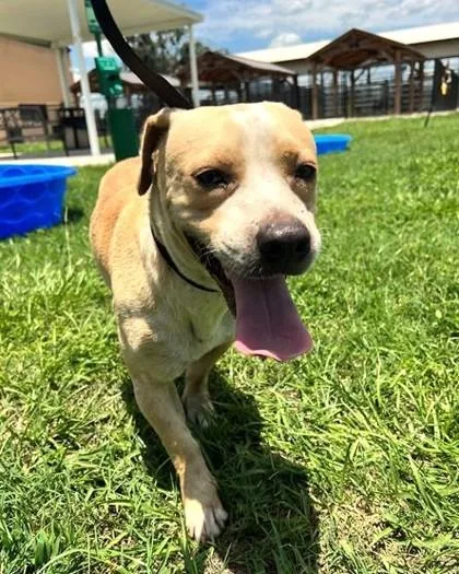 An adult medium-sized male Beagle dog named Clyde for adoption in Madison, NJ