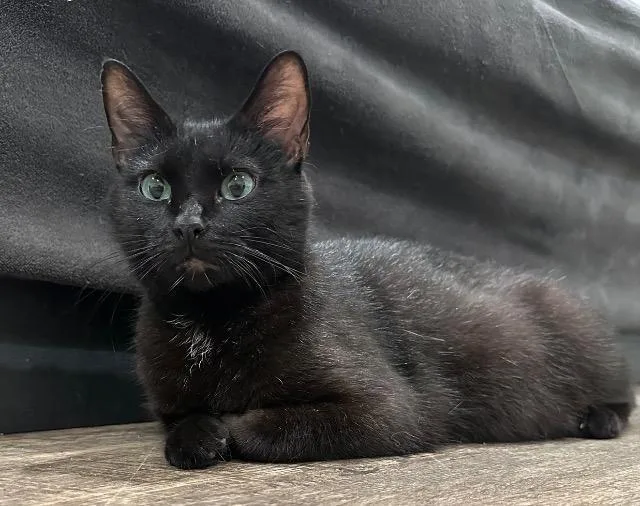 A young medium-sized female Domestic Short Hair cat named Queso Dip for adoption in Cincinnati, OH