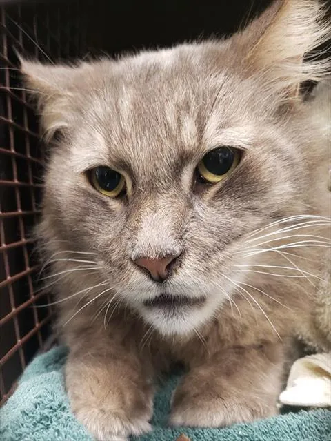 An adult small-sized male Domestic Medium Hair cat named Seymour for adoption in Tucson, AZ