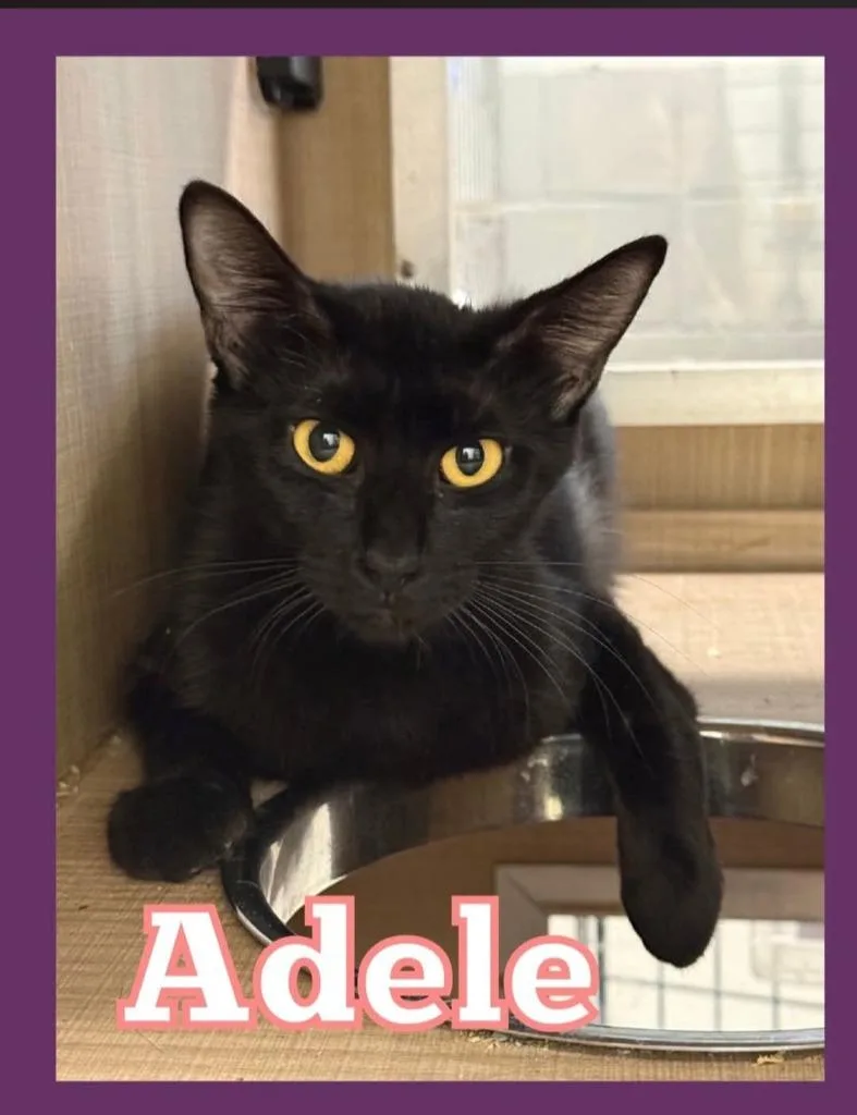 Adele thumbnail 3
