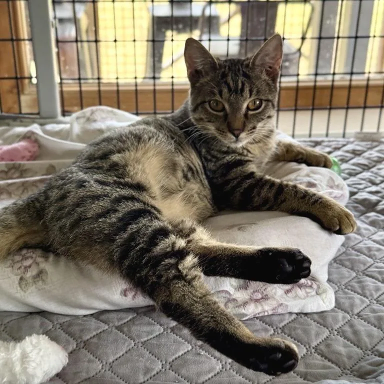 A baby small-sized female Gray / Blue / Silver Domestic Short Hair cat named Martini for adoption in Freeport, FL