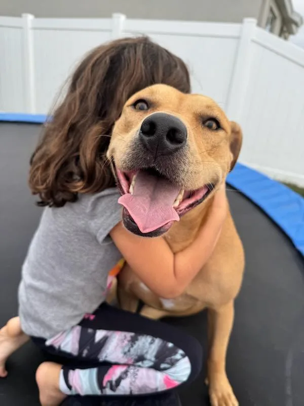 A young large-sized female Dachshund dog named Mya for adoption in Bradenton, FL