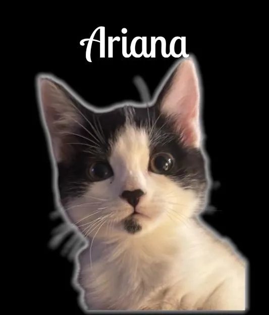 A baby small-sized female Black & White / Tuxedo Domestic Short Hair cat named Ariana for adoption in Auburn, CA