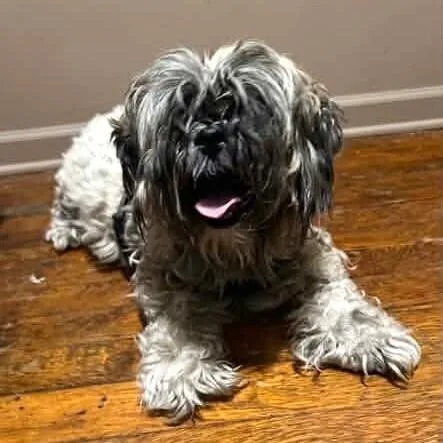 A senior small-sized female Shih Tzu dog named Nugget for adoption in Long Island City, NY