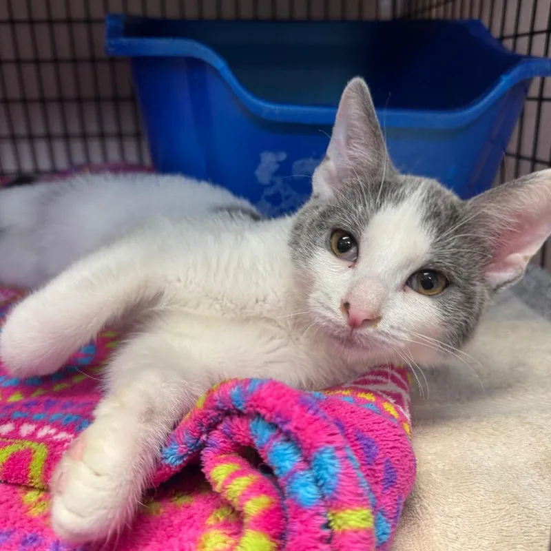 A young medium-sized male Gray / Blue / Silver Domestic Short Hair cat named Chester for adoption in Milford, IA