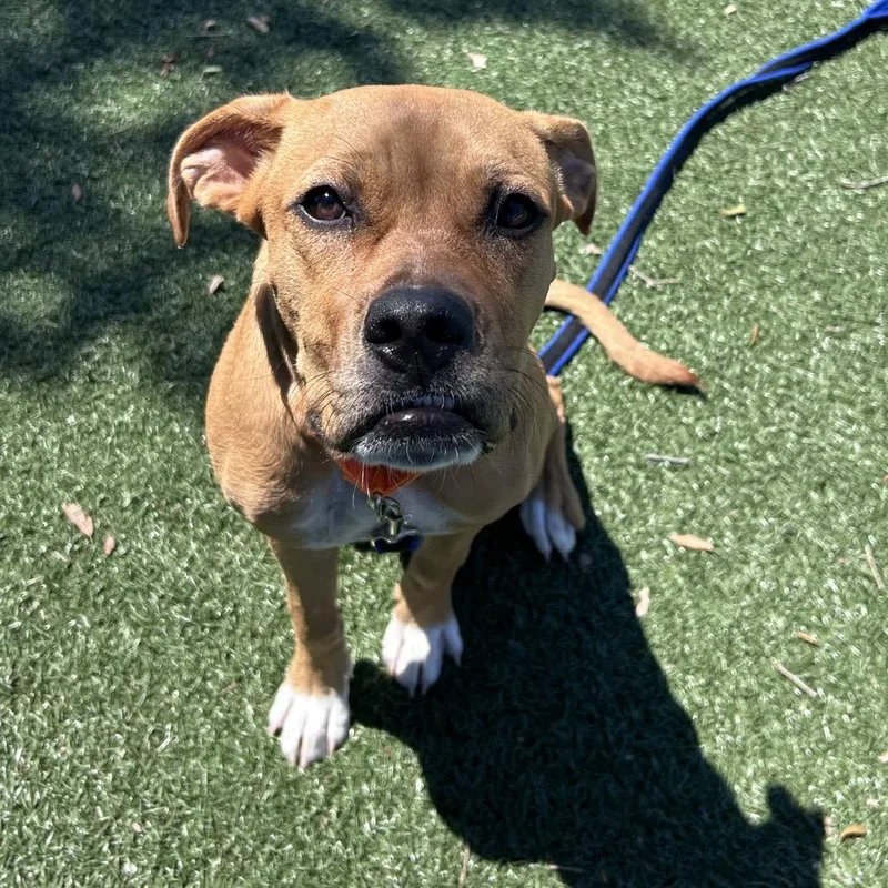 A young medium-sized female Brown / Chocolate Mixed Breed dog named Angelica for adoption in Naples, FL