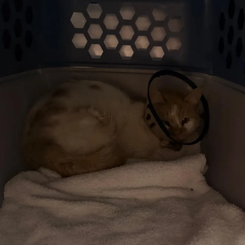 A senior medium-sized male White Domestic Short Hair cat named Pickles for adoption in Indianapolis, IN