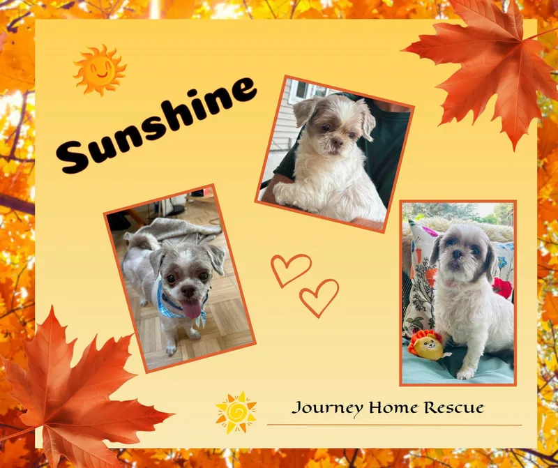 An adult small-sized female White / Cream Shih Tzu dog named Sunshine for adoption in East Wenatchee, WA