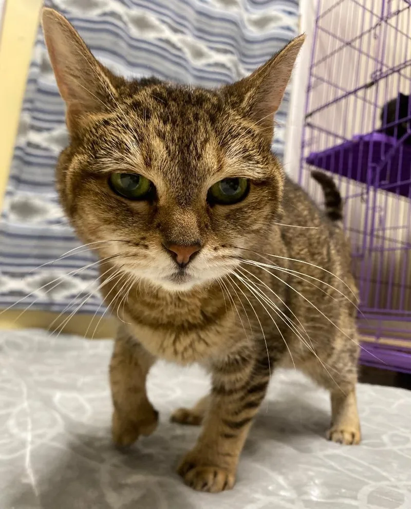 An adult medium-sized female Domestic Short Hair cat named Henrietta for adoption in Fall River, MA