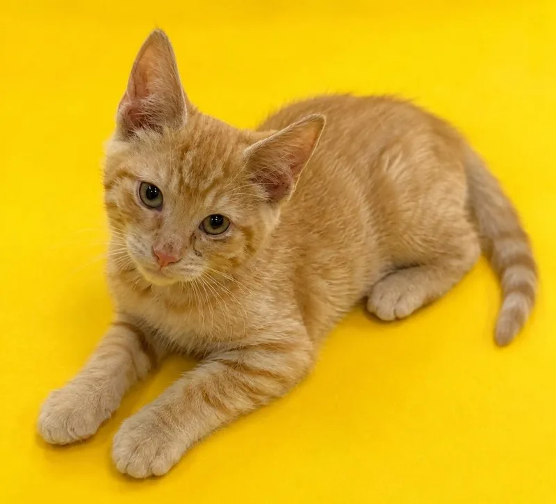 A baby small-sized male Domestic Short Hair cat named Parsley for adoption in Columbia, TN