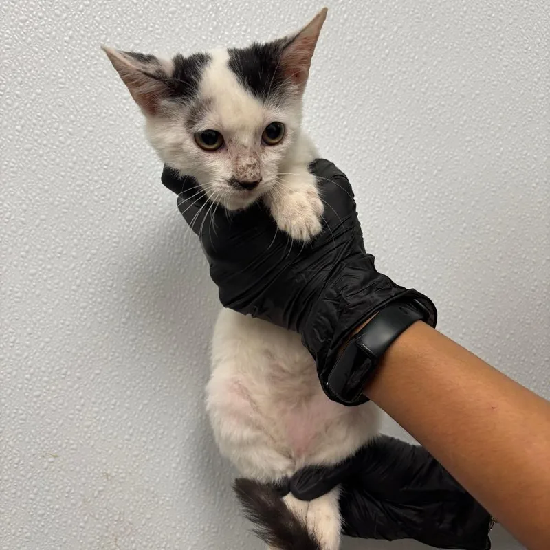 A baby small-sized male White Domestic Short Hair cat named Grendel for adoption in Abilene, TX