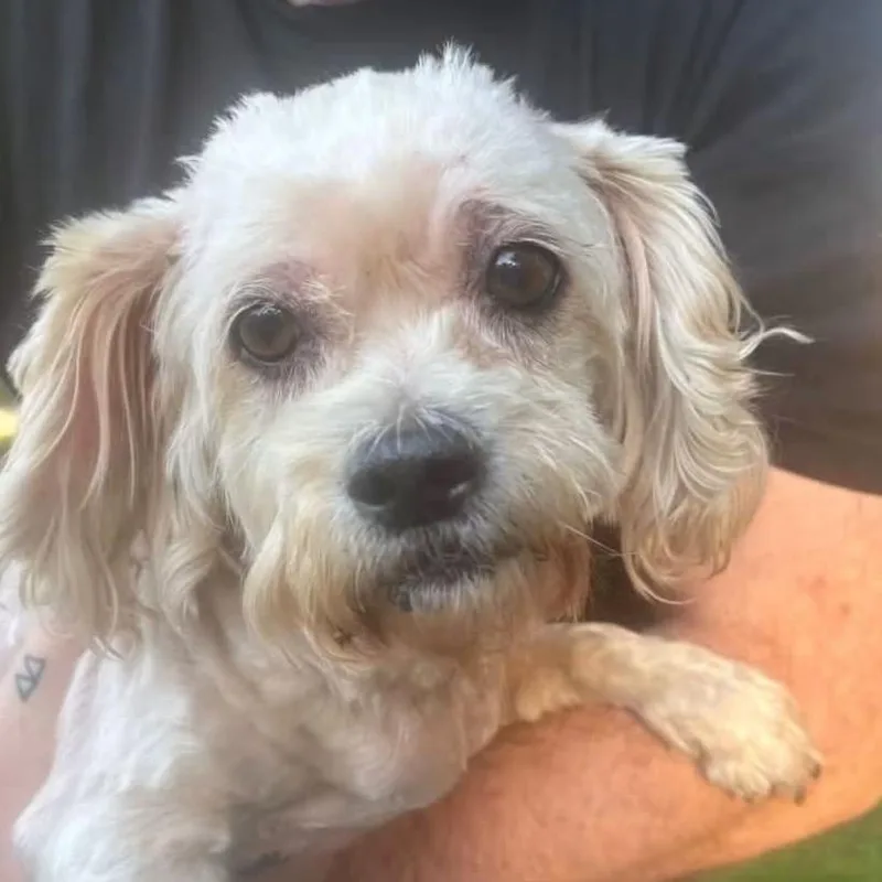 An adult small-sized female White / Cream Maltese dog named Rose for adoption in Palatine, IL