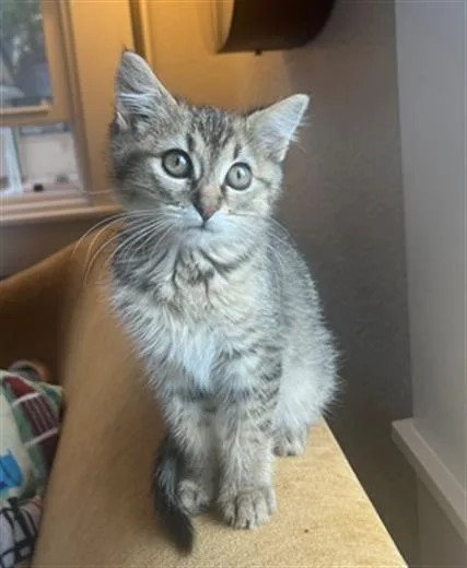 A baby small-sized male Domestic Short Hair cat named Hugo for adoption in Denver, CO