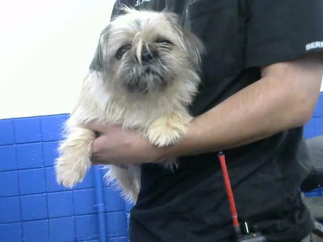 A young medium-sized female Border Terrier dog named Ethel for adoption in Albuquerque, NM