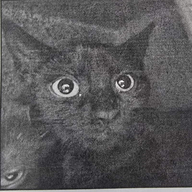 A baby small-sized female Black Domestic Short Hair cat named Cotonou Hsppr for adoption in Denver, CO