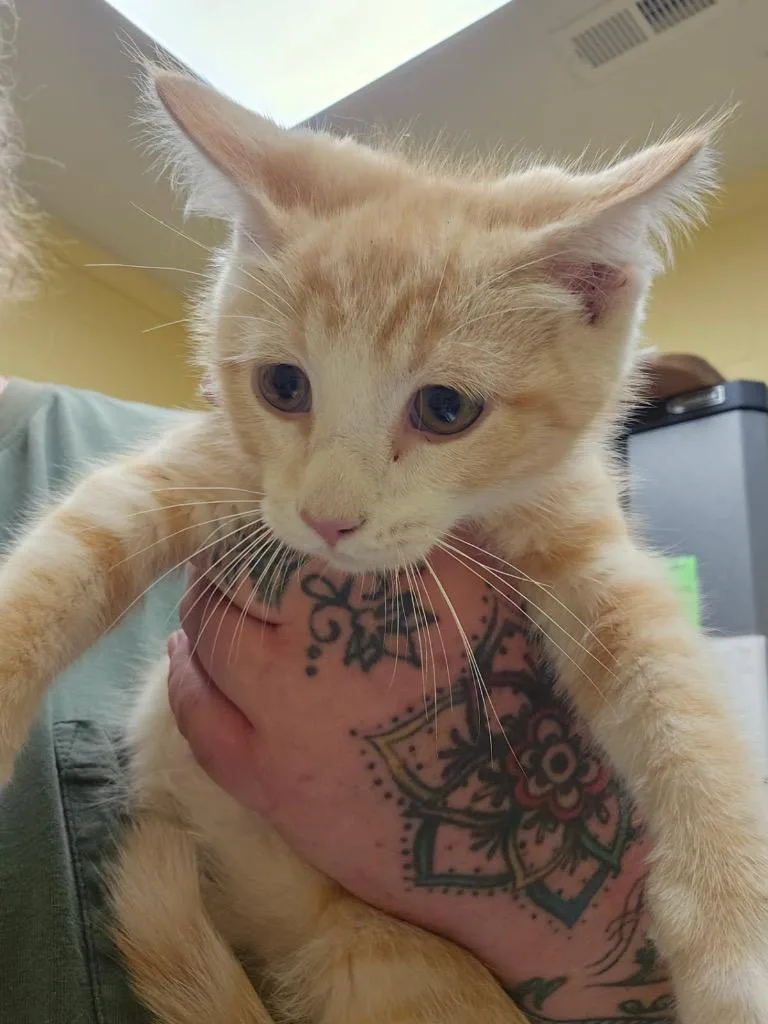 A baby small-sized male Domestic Short Hair cat named Weasley for adoption in Crossville, TN