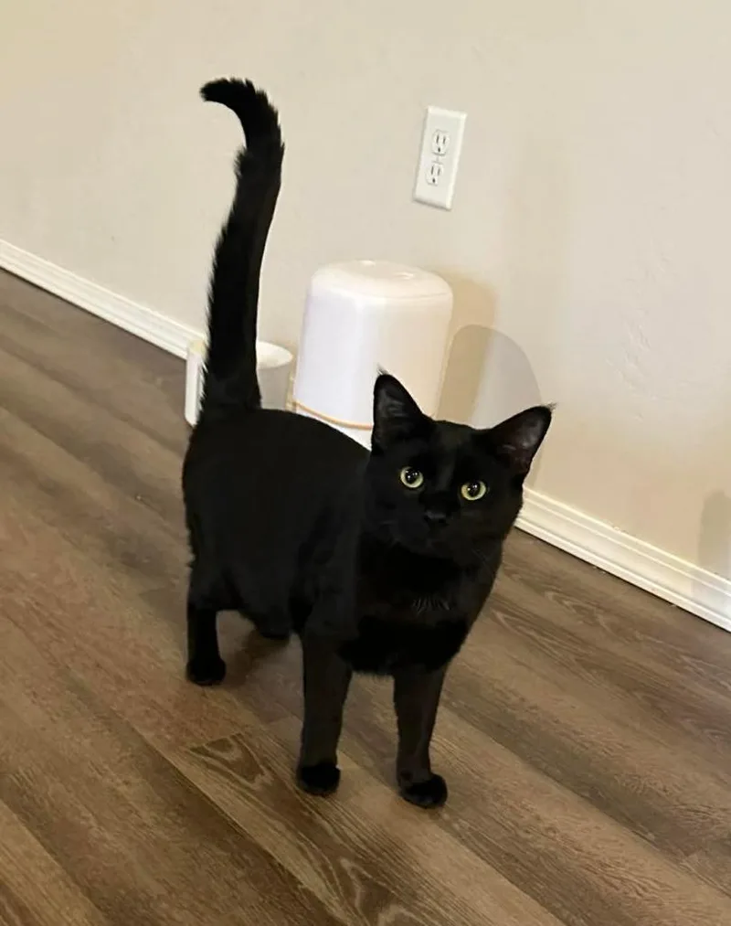 A baby medium-sized male Domestic Short Hair cat named Owen for adoption in Fond Du Lac, WI