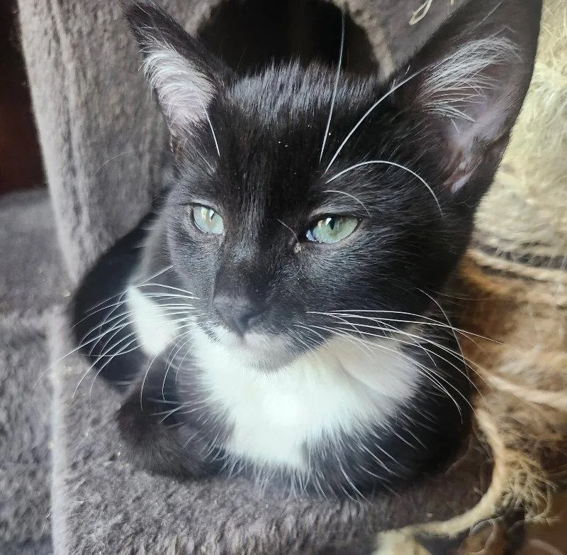 A young medium-sized male Tuxedo cat named Zachaeus for adoption in Knoxville, TN