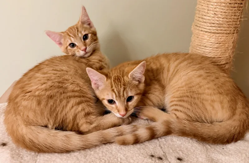 A baby medium-sized male Tabby (Orange / Red) Tabby cat named Bread & Butter for adoption in The Dalles, OR