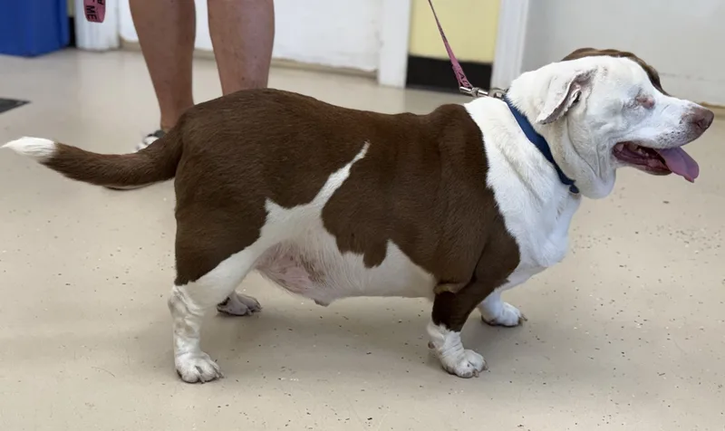 An adult medium-sized male Dachshund dog named Chance for adoption in Pawleys Island, SC
