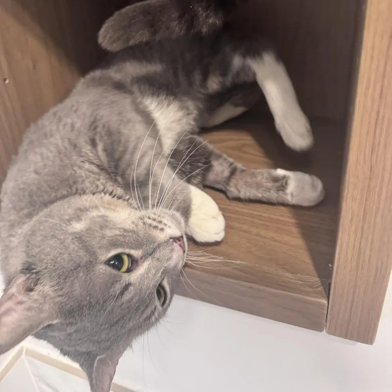 An adult medium-sized male Gray / Blue / Silver Domestic Short Hair cat named Popeye's for adoption in New York, NY