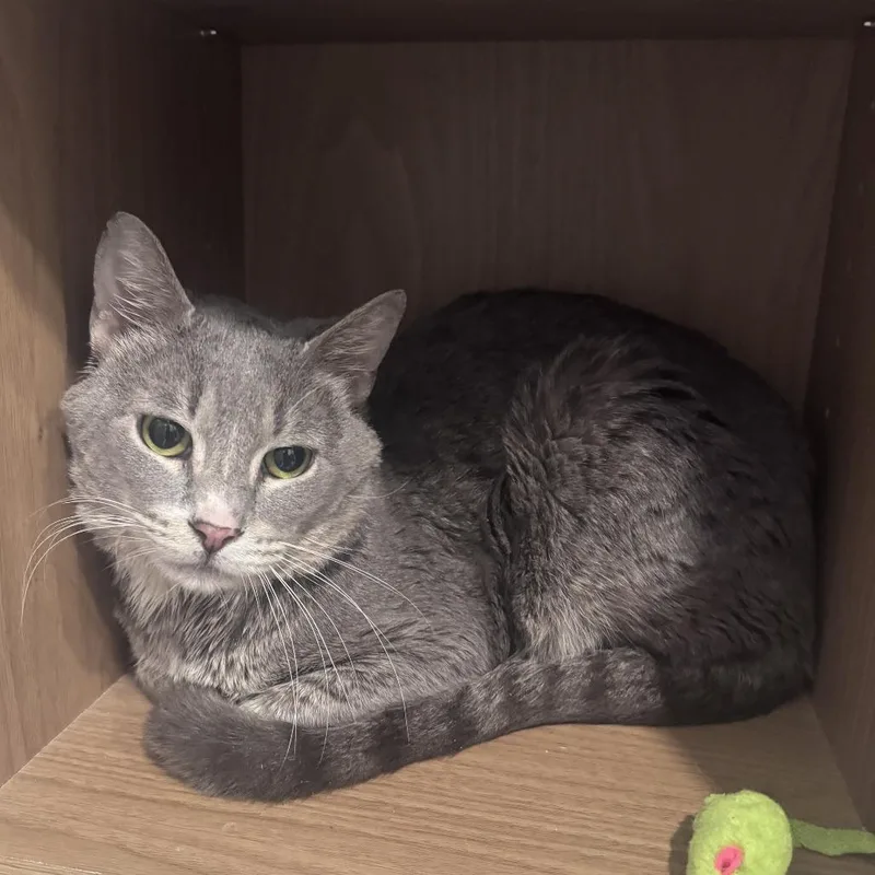 Popeye's thumbnail 3