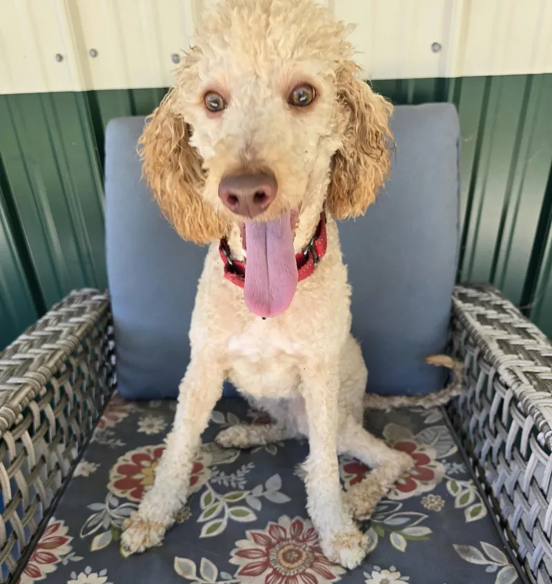 A baby medium-sized female Poodle dog named Dolly for adoption in Charlotte, NC