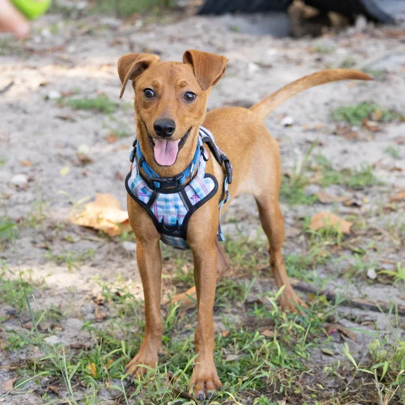 A young medium-sized male Brown / Chocolate Mixed Breed dog named Coop for adoption in Gainesville, FL
