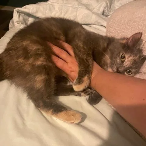 A young medium-sized female Tortoiseshell Domestic Short Hair cat named Tonks for adoption in Inman, SC