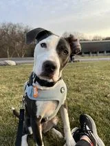 Magdalene thumbnail 2