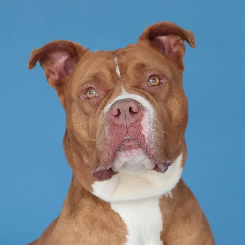 An adult medium-sized female Pit Bull Terrier dog named Lady for adoption in Pasadena, CA