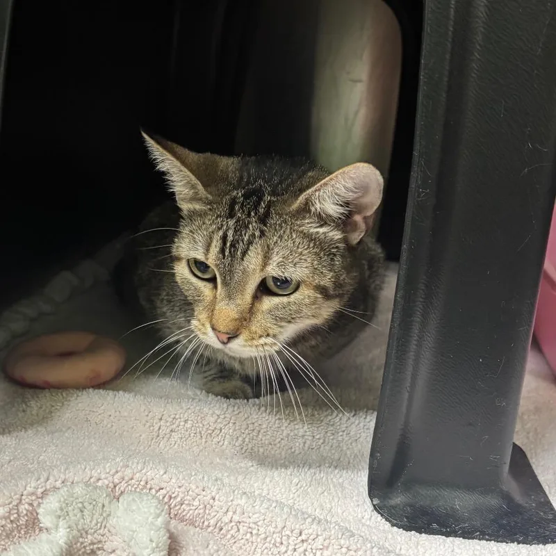 An adult small-sized female Brown / Chocolate Domestic Short Hair cat named Asia for adoption in Brookfield, MO