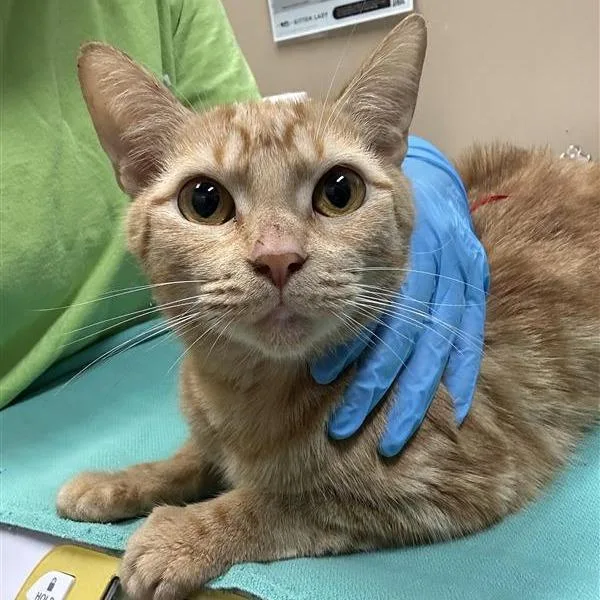 An adult medium-sized female Orange / Red Domestic Short Hair cat named Griffin for adoption in Tacoma, WA