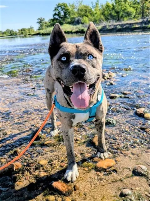 An adult large-sized male Catahoula Leopard Dog dog named Smokey Mountain for adoption in Brighton, CO