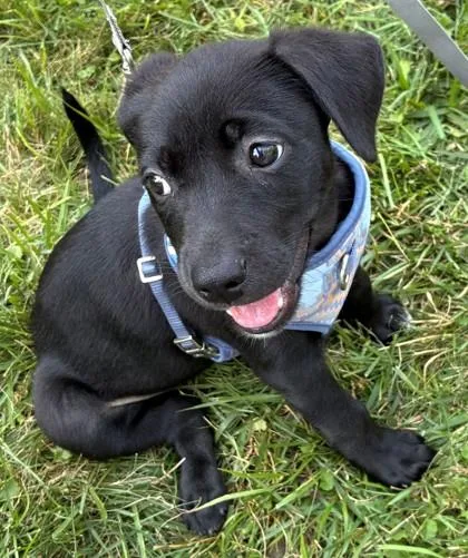 A young small-sized female Mixed Breed dog named Lovey for adoption in Quakertown, PA