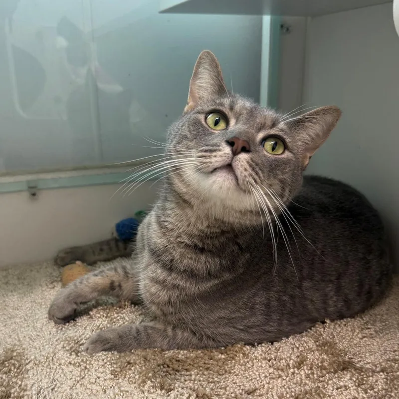 An adult small-sized male Torbie Domestic Short Hair cat named Max for adoption in Branford, CT