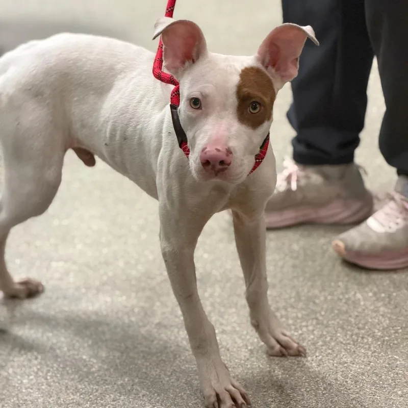 A young medium-sized male White / Cream Mixed Breed dog named Trevor for adoption in Jacksonville, FL